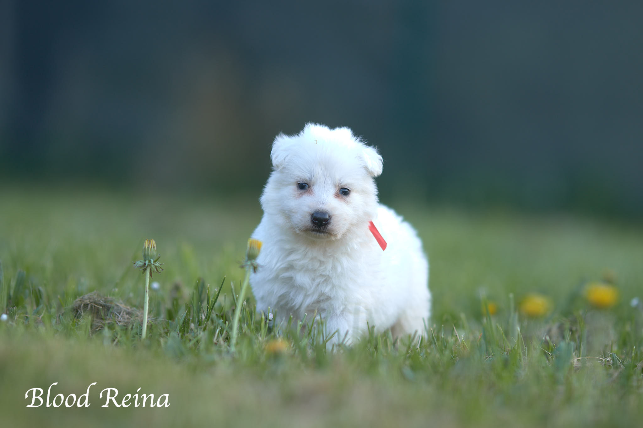 Chiot calme pendant une réflexion de choix de race